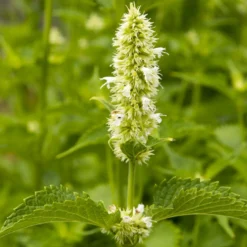 Duftnessel 'Alabaster' - Weiße Blüten voller Bienen