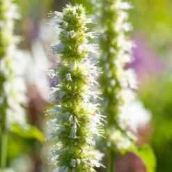 Duftnessel 'Alabaster' - Weiße Blüten voller Bienen