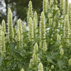 Duftnessel 'Alabaster' - Weiße Blüten voller Bienen