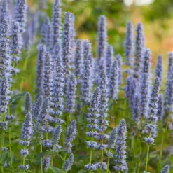 Duftnessel 'Blue Fortune' - Der Bienenmagnet fürs Beet