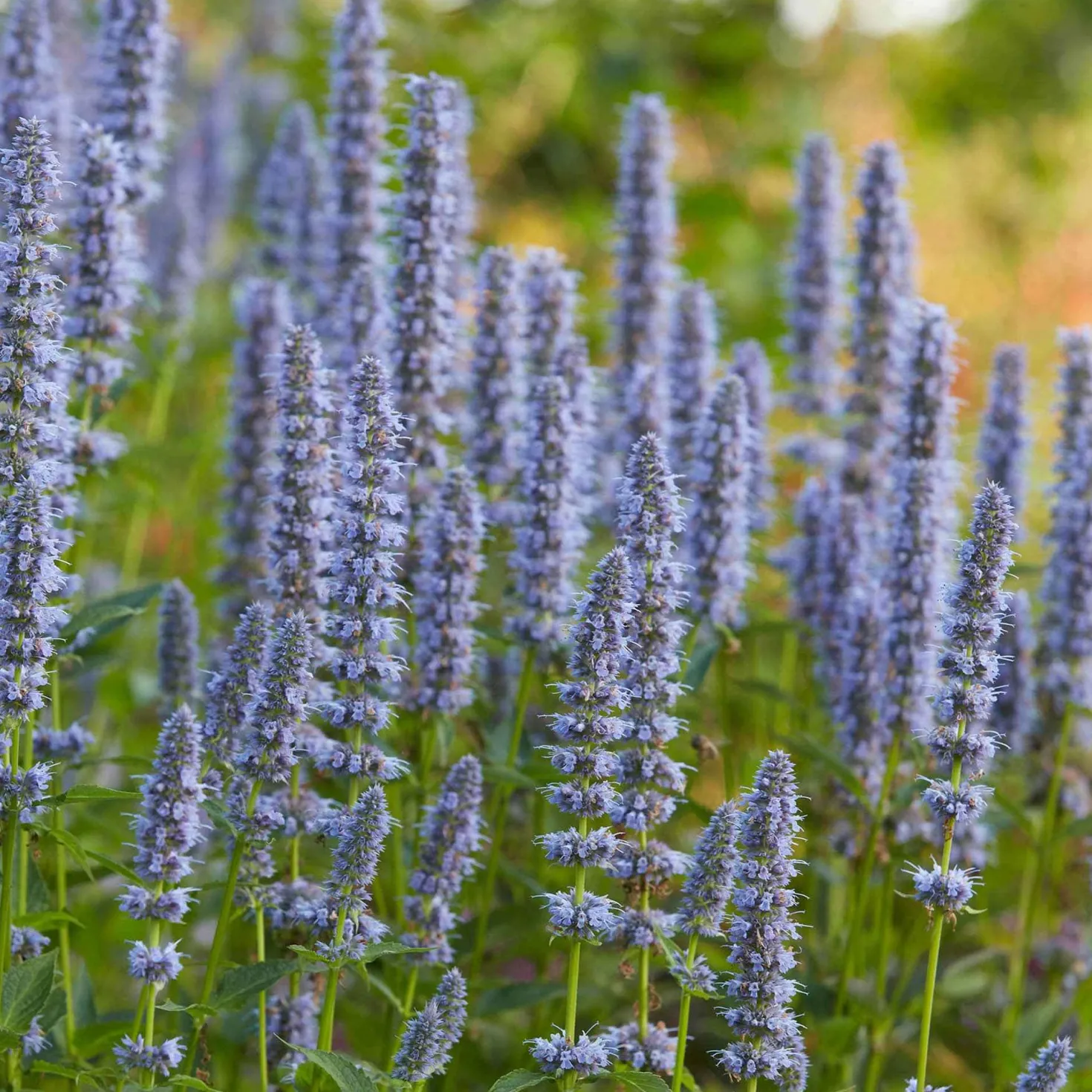 Duftnessel 'Blue Fortune' - Der Bienenmagnet fürs Beet