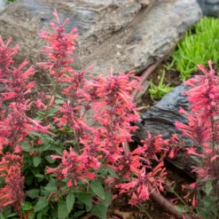 Duftnessel Kudos Coral - Korallenfarben, bienenmagisch