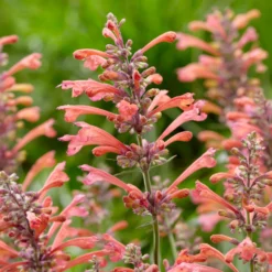 Duftnessel Kudos Coral - Korallenfarben, bienenmagisch