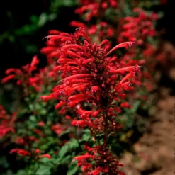 Duftnessel Kudos Red - Rote Blüten, voller Bienenflug