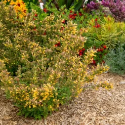 Duftnessel Kudos Yellow - Bienenmagnet in Sonnengelb