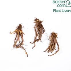 Duft-Taglilien ‘Fragrant Returns’ (x3) - Sonnengelb und herrlich duftend