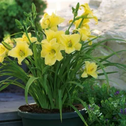 Duft-Taglilien ‘Fragrant Returns’ (x3) - Sonnengelb und herrlich duftend