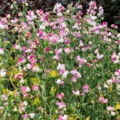 Duftwicke ‘Painted Lady 1937’ - Duftende Blüten am Zaun