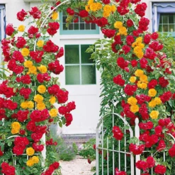 Duo Kletterrose (Vlammenspel, Paul's Lemon Pillar) (x2) - Zwei Farben, eine Wand