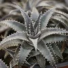 Dyckia Grand Marnier - Exotik ohne Aufwand