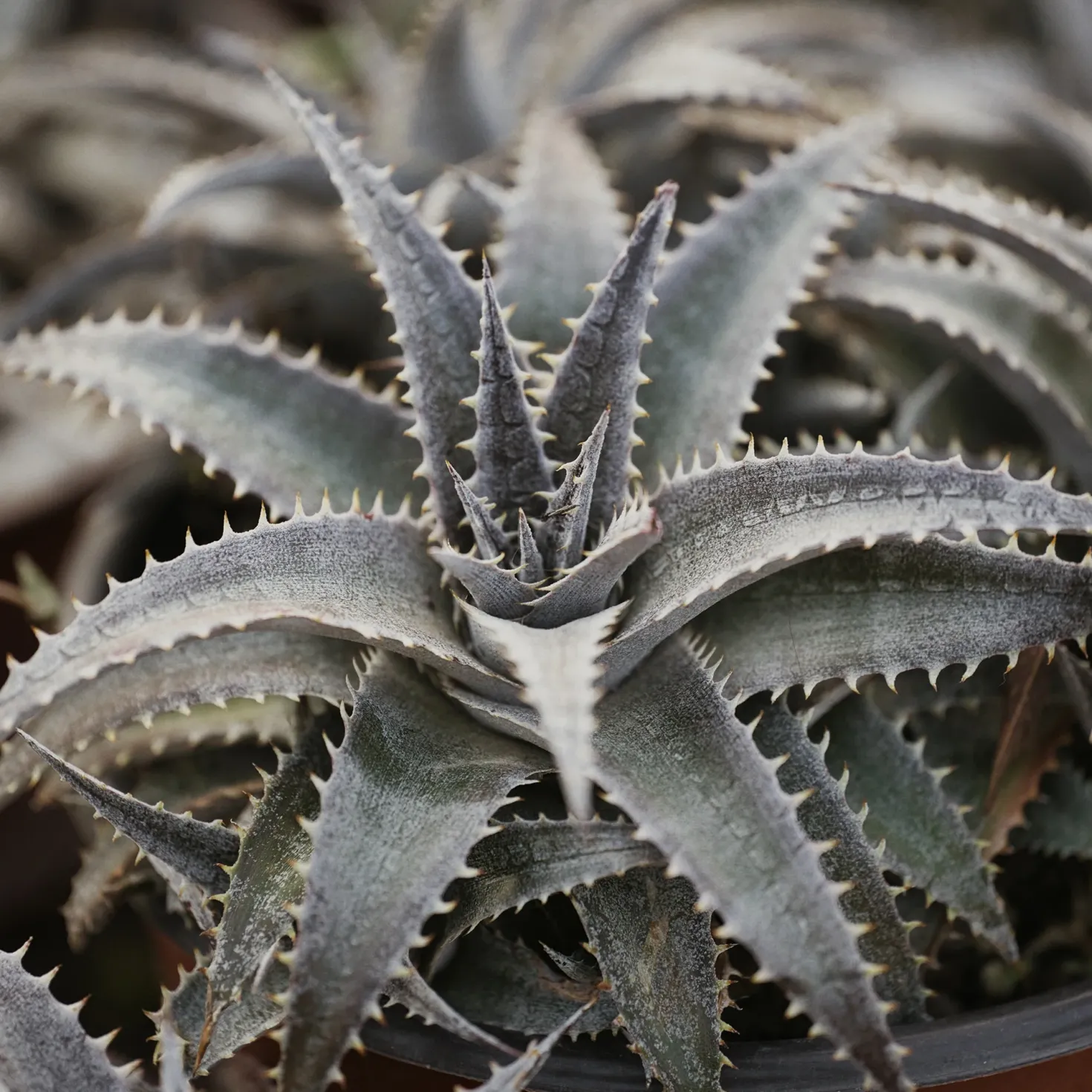 Dyckia Grand Marnier - Exotik ohne Aufwand