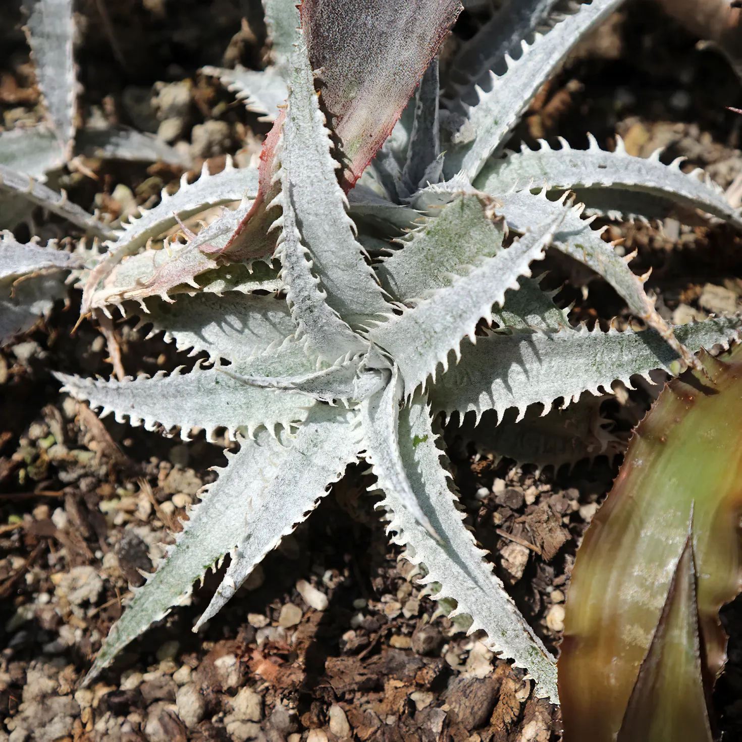 Dyckia Grand Marnier - Exotik ohne Aufwand