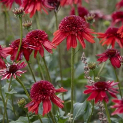 Echinacea Eccentric - Feurige Blüten den ganzen Sommer