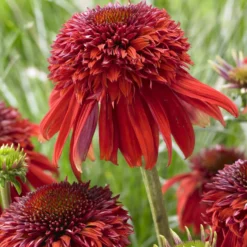 Echinacea Eccentric - Feurige Blüten den ganzen Sommer