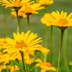Echte Arnika - Goldgelbe Blüten für den Garten