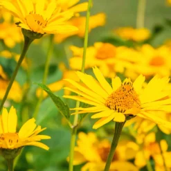 Echte Arnika - Goldgelbe Blüten für den Garten