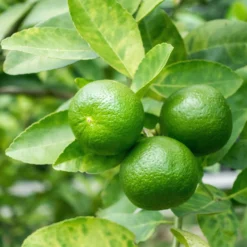 Echte Limette - Frische Limetten vom Balkon