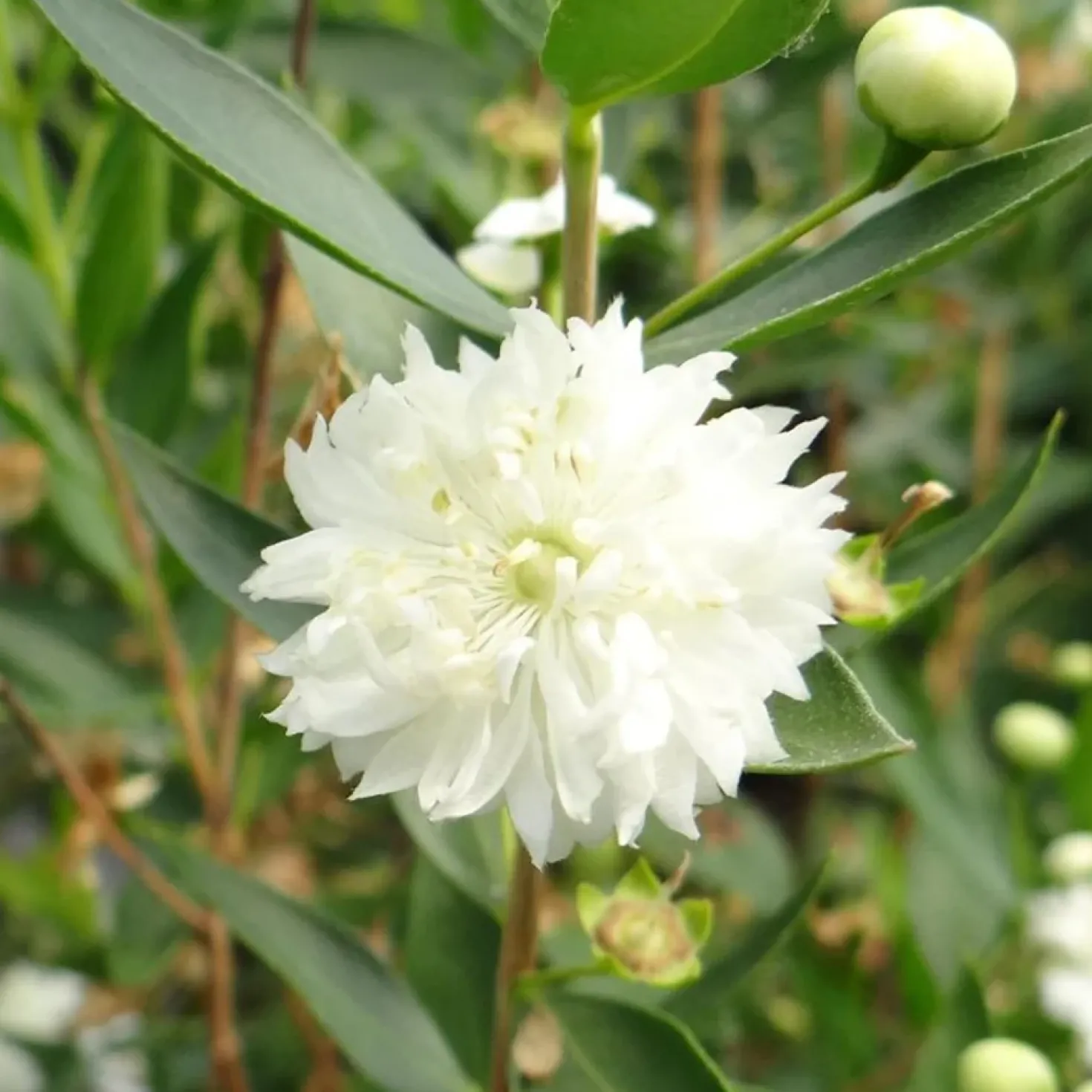 Echte Myrte 'Flore Pleno' - Duft und Weiß für die Terrasse