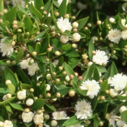 Echte Myrte 'Flore Pleno' - Duft und Weiß für die Terrasse