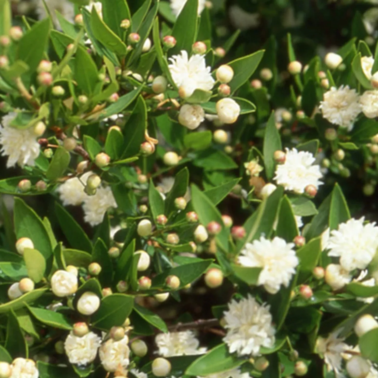 Echte Myrte 'Flore Pleno' - Duft und Weiß für die Terrasse