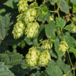 Echter Hopfen ‘Prima Donna’® - Grüne Wand im Nu