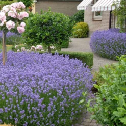 Echter Lavendel 'Hidcote' - Tiefviolett und duftend