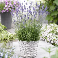 Echter Lavendel Munstead - Duft und Blüten den ganzen Sommer