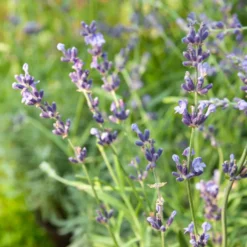 Echter Lavendel Munstead - Duft und Blüten den ganzen Sommer