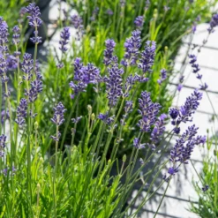 Echter Lavendel Munstead - Duft und Blüten den ganzen Sommer