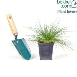 Echter Schaf-Schwingel - Blaues Gras, sofort Wow
