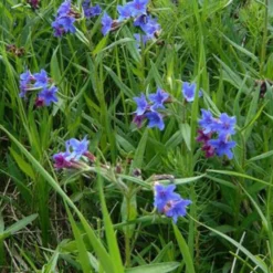 Echter Steinsame - Blauer Blütenteppich im Nu