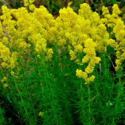 Echtes Labkraut - Honigduft im ganzen Garten