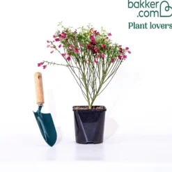 Edelginster Boskoop Ruby - Blütenmeer in Rubinrot