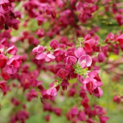 Edelginster Boskoop Ruby - Blütenmeer in Rubinrot