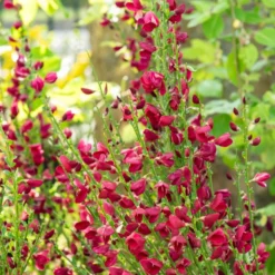 Edelginster Boskoop Ruby - Blütenmeer in Rubinrot