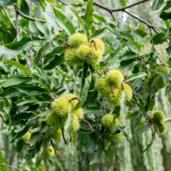 Edelkastanie - Essbare Ernte im Herbst