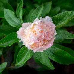 Edel-Pfingstrose Pfirsichblüte - Pfirsichzarte Blüten im Juni