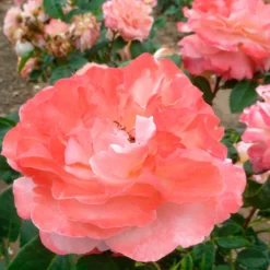 Edelrose 'Augusta Louise' - Große Blüten, satter Duft