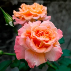 Edelrose 'Augusta Louise' - Große Blüten, satter Duft