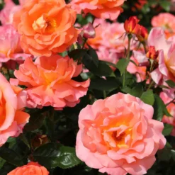 Edelrose 'Augusta Louise' - Große Blüten, satter Duft