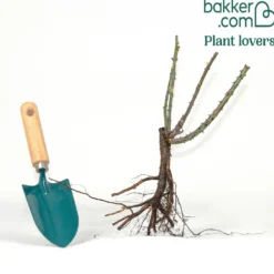 Edelrose Barkarole - Tiefrote Blüten voller Duft