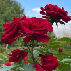 Edelrose Barkarole - Tiefrote Blüten voller Duft