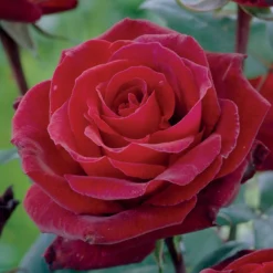 Edelrose Barkarole - Tiefrote Blüten voller Duft