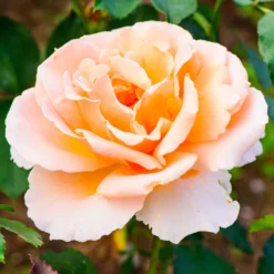 Edelrose Just Joey ® - Duft und Farbe im Beet