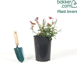 Edelrose Just Joey ® - Duft und Farbe im Beet