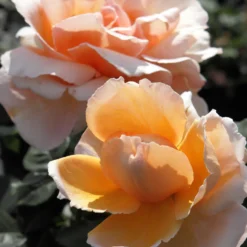Edelrose Just Joey ® - Duft und Farbe im Beet