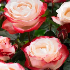 Edelrose 'Nostalgie' - Zweifarbige Blüten sofort