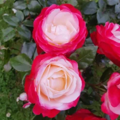 Edelrose 'Nostalgie' - Zweifarbige Blüten sofort