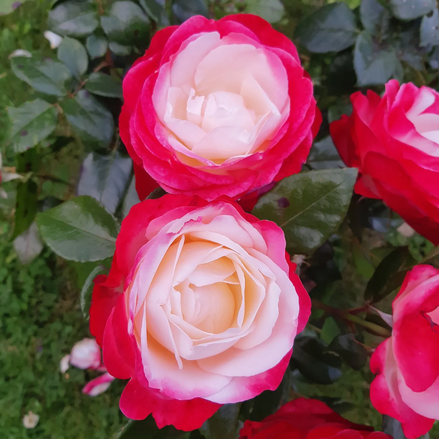Edelrose 'Nostalgie' - Zweifarbige Blüten sofort