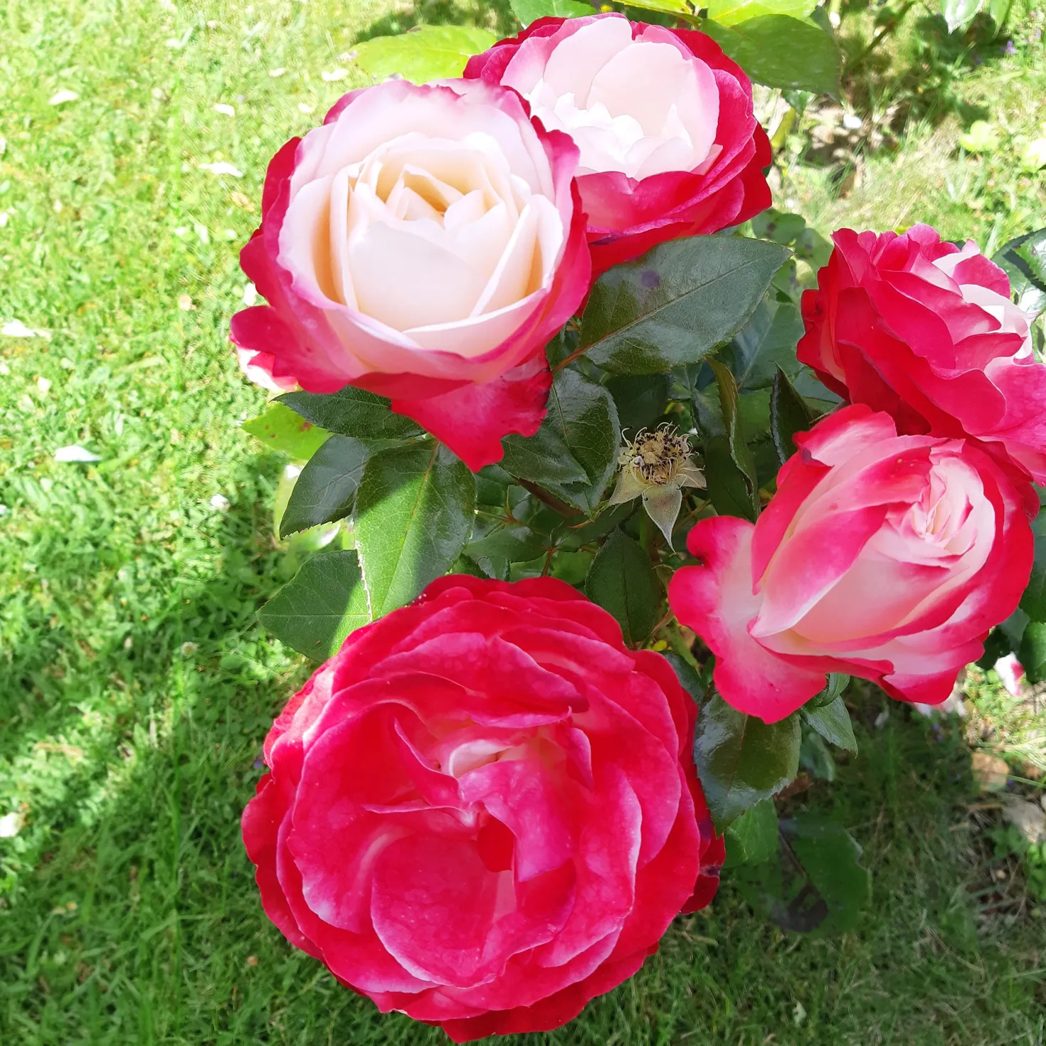 Edelrose 'Nostalgie' - Zweifarbige Blüten sofort